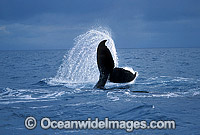 Humpback Whale tail fluke on surface Photo - Gary Bell