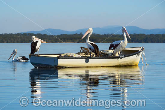 Australian Pelicans on boat photo