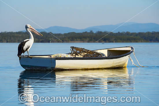 Australian Pelican (Pelecanus conspicillatus), resting on a boat. This large water bird is found throughout Australia and New Guinea. Also in Fiji and parts of Indonesia and New Zealand. Central New South Wales coast, Australia. Photo - Gary Bell