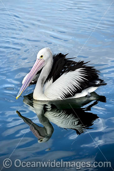 Australian Pelican (Pelecanus conspicillatus). This large water bird is found throughout Australia and New Guinea. Also in Fiji and parts of Indonesia and New Zealand. Central New South Wales coast, Australia. Photo - Gary Bell