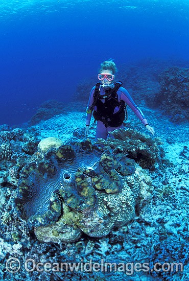 Scuba Diver with Giant Clam photo
