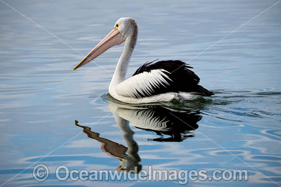 Australian Pelican (Pelecanus conspicillatus). This large water bird is found throughout Australia and New Guinea. Also in Fiji and parts of Indonesia and New Zealand. Central New South Wales coast, Australia. Photo - Gary Bell