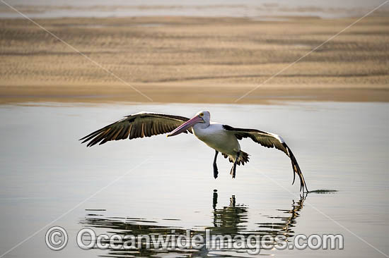 Australian Pelican (Pelecanus conspicillatus), in flight. This large water bird is found throughout Australia and New Guinea. Also in Fiji and parts of Indonesia and New Zealand. Central New South Wales coast, Australia. Photo - Gary Bell