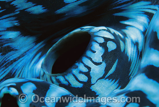 Giant Clam siphon detail photo Giant Clam siphon detail photo