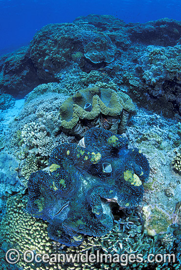 Giant Clams Great Barrier Reef photo Giant Clams Great Barrier Reef photo