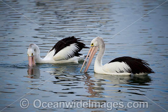Australian Pelicans fishing photo