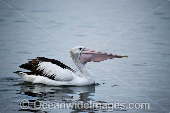 Australian Pelicans photo