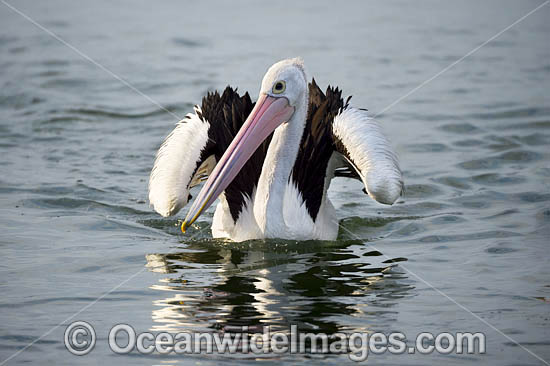 Australian Pelicans photo