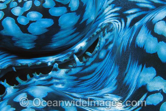 Giant Clam mantle Great Barrier Reef photo Giant Clam mantle Great Barrier Reef photo