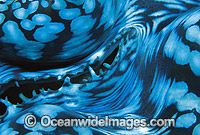 Giant Clam mantle Great Barrier Reef Photo - Gary Bell