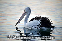 Australian Pelican Photo - Gary Bell