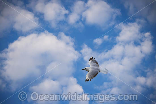 Silver Gull in flight photo