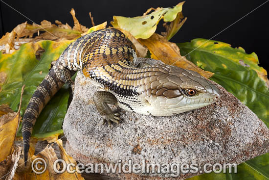 Eastern Blue-tongue Lizard (Tiliqua scincoides scincoids). Found in a wide variety of habitats from south-eastern SA, Vic, eastern NSW, Qld and NT. Photo was taken in Coffs Harbour, NSW, Australia. Photo - Gary Bell