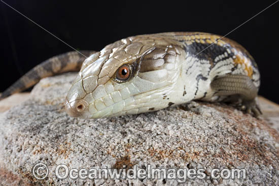 Eastern Blue-tongue Lizard (Tiliqua scincoides scincoids). Found in a wide variety of habitats from south-eastern SA, Vic, eastern NSW, Qld and NT. Photo was taken in Coffs Harbour, NSW, Australia. Photo - Gary Bell Eastern Blue-tongue Lizard (Tiliqua scincoides scincoids). Found in a wide variety of habitats from south-eastern SA, Vic, eastern NSW, Qld and NT. Photo was taken in Coffs Harbour, NSW, Australia. Photo - Gary Bell