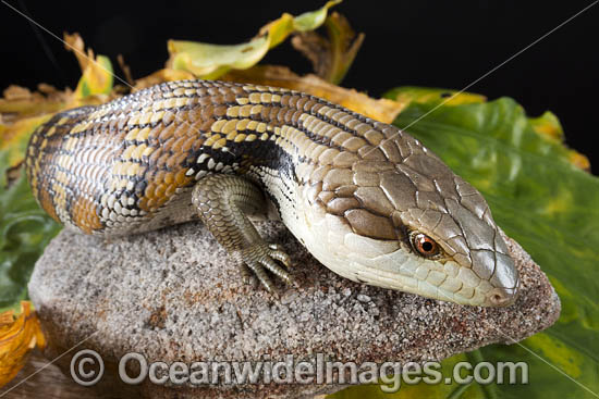 Eastern Blue-tongue Lizard (Tiliqua scincoides scincoids). Found in a wide variety of habitats from south-eastern SA, Vic, eastern NSW, Qld and NT. Photo was taken in Coffs Harbour, NSW, Australia. Photo - Gary Bell