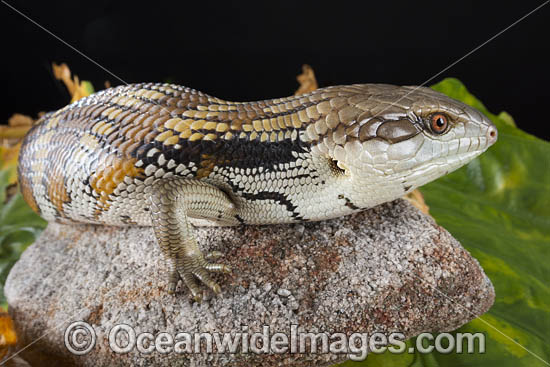 Eastern Blue-tongue Lizard photo