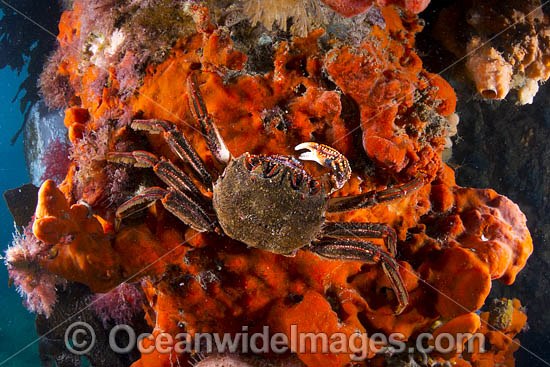 Reef Crab Plagusia chabrus photo