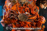 Reef Crab Plagusia chabrus Photo - Gary Bell