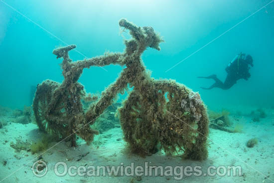 Diver observing a discarded push bike resting on the sea floor. Rye, Port Phillip bay, Mornington Peninsula, Victoria, Australia. Photo - Gary Bell Diver observing a discarded push bike resting on the sea floor. Rye, Port Phillip bay, Mornington Peninsula, Victoria, Australia. Photo - Gary Bell