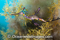 Weedy Seadragon Photo - Gary Bell