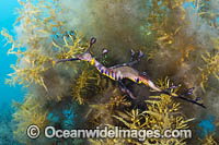 Weedy Seadragon Photo - Gary Bell