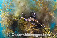 Weedy Seadragon Photo - Gary Bell