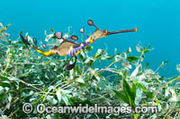 Weedy Seadragon Photo - Gary Bell