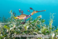 Weedy Seadragon Photo - Gary Bell