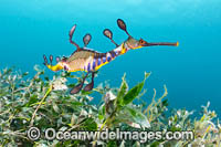 Weedy Seadragon Photo - Gary Bell