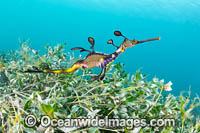 Weedy Seadragon Photo - Gary Bell