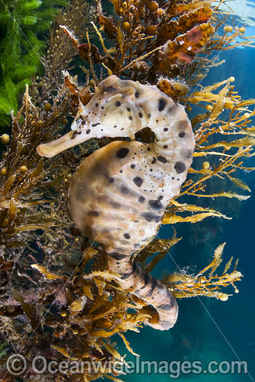 Southern Pot-belly Seahorse (Hippocampus bleekeri). Also known as Big-belly Seahorse. Found on soft-bottom habitats in southern Australia. Photo taken in Port Phillip Bay, Mornington Peninsula, Vic, Australia. Photo - Gary Bell Southern Pot-belly Seahorse (Hippocampus bleekeri). Also known as Big-belly Seahorse. Found on soft-bottom habitats in southern Australia. Photo taken in Port Phillip Bay, Mornington Peninsula, Vic, Australia. Photo - Gary Bell