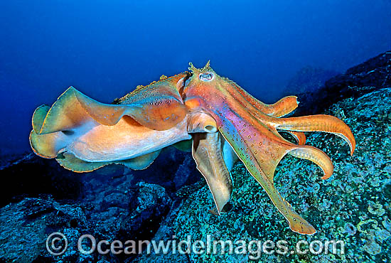 Giant Cuttlefish Sepia apama photo