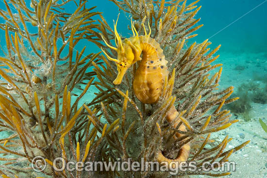 Southern Pot-belly Seahorse (Hippocampus bleekeri). Also known as Big-belly Seahorse. Found on soft-bottom habitats in southern Australia. Photo taken in Port Phillip Bay, Mornington Peninsula, Vic, Australia. Photo - Gary Bell Southern Pot-belly Seahorse (Hippocampus bleekeri). Also known as Big-belly Seahorse. Found on soft-bottom habitats in southern Australia. Photo taken in Port Phillip Bay, Mornington Peninsula, Vic, Australia. Photo - Gary Bell