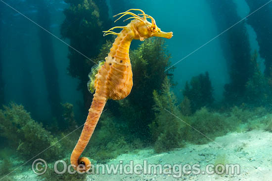 Southern Pot-belly Seahorse photo