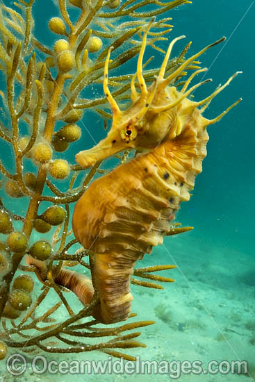 Southern Pot-belly Seahorse (Hippocampus bleekeri). Also known as Big-belly Seahorse. Found on soft-bottom habitats in southern Australia. Photo taken in Port Phillip Bay, Mornington Peninsula, Vic, Australia. Photo - Gary Bell