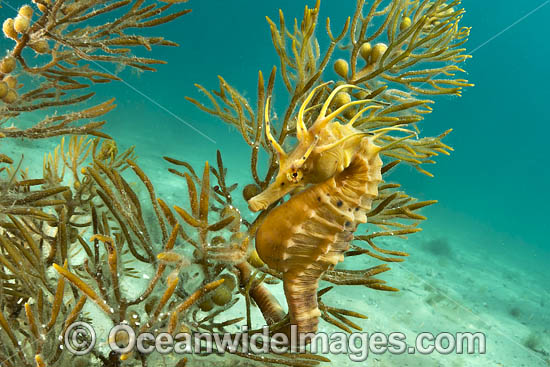 Southern Pot-belly Seahorse (Hippocampus bleekeri). Also known as Big-belly Seahorse. Found on soft-bottom habitats in southern Australia. Photo taken in Port Phillip Bay, Mornington Peninsula, Vic, Australia. Photo - Gary Bell Southern Pot-belly Seahorse (Hippocampus bleekeri). Also known as Big-belly Seahorse. Found on soft-bottom habitats in southern Australia. Photo taken in Port Phillip Bay, Mornington Peninsula, Vic, Australia. Photo - Gary Bell