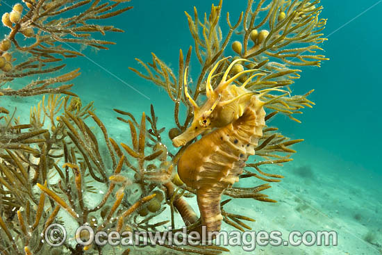 Southern Pot-belly Seahorse photo