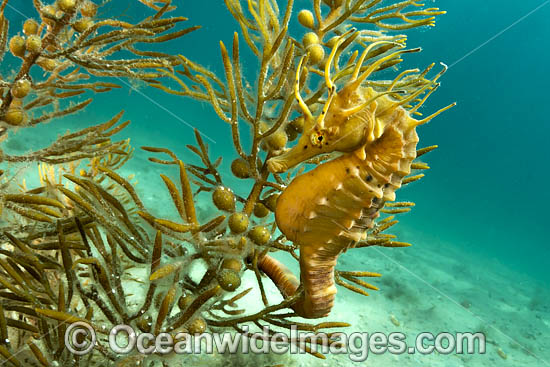 Southern Pot-belly Seahorse photo