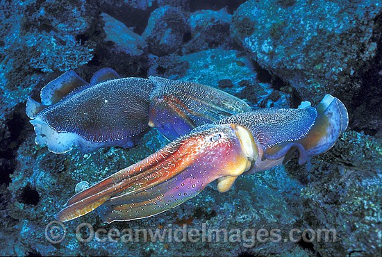 Giant Cuttlefish rivalling males photo