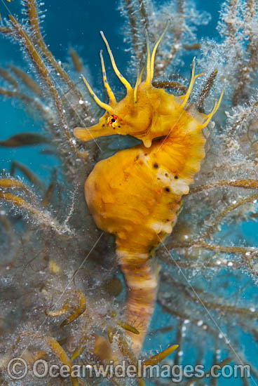 Southern Pot-belly Seahorse (Hippocampus bleekeri). Also known as Big-belly Seahorse. Found on soft-bottom habitats in southern Australia. Photo taken in Port Phillip Bay, Mornington Peninsula, Vic, Australia. Photo - Gary Bell Southern Pot-belly Seahorse (Hippocampus bleekeri). Also known as Big-belly Seahorse. Found on soft-bottom habitats in southern Australia. Photo taken in Port Phillip Bay, Mornington Peninsula, Vic, Australia. Photo - Gary Bell