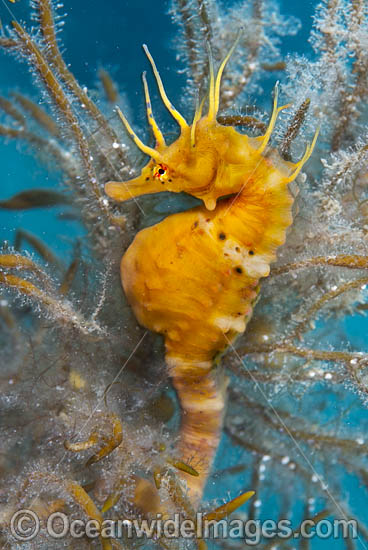 Southern Pot-belly Seahorse photo