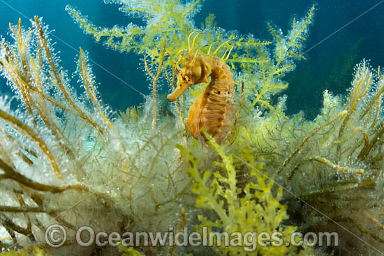 Southern Pot-belly Seahorse photo