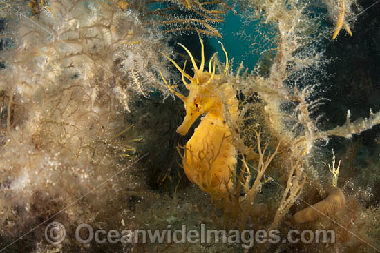 Southern Pot-belly Seahorse photo