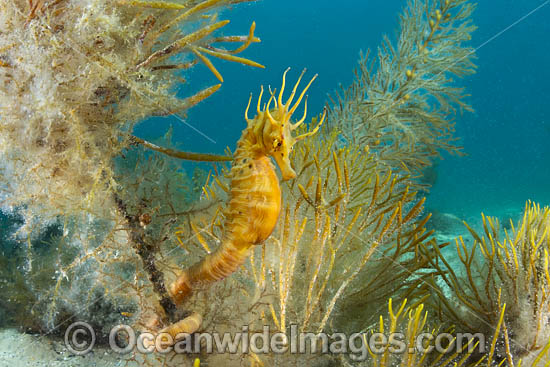 Southern Pot-belly Seahorse photo