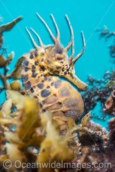 Southern Pot-belly Seahorse photo