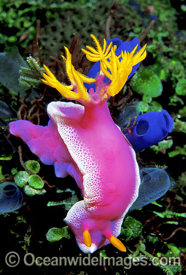 Pink Dorid Nudibranch Chromodoris bullocki photo