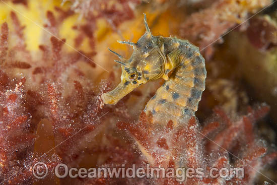 Southern Pot-belly Seahorse (Hippocampus bleekeri). Also known as Big-belly Seahorse. Found on soft-bottom habitats in southern Australia. Photo taken in Port Phillip Bay, Mornington Peninsula, Vic, Australia. Photo - Gary Bell