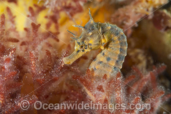 Southern Pot-belly Seahorse (Hippocampus bleekeri). Also known as Big-belly Seahorse. Found on soft-bottom habitats in southern Australia. Photo taken in Port Phillip Bay, Mornington Peninsula, Vic, Australia. Photo - Gary Bell Southern Pot-belly Seahorse (Hippocampus bleekeri). Also known as Big-belly Seahorse. Found on soft-bottom habitats in southern Australia. Photo taken in Port Phillip Bay, Mornington Peninsula, Vic, Australia. Photo - Gary Bell