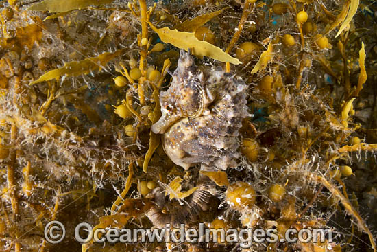 Southern Pot-belly Seahorse (Hippocampus bleekeri). Also known as Big-belly Seahorse. Found on soft-bottom habitats in southern Australia. Photo taken in Port Phillip Bay, Mornington Peninsula, Vic, Australia. Photo - Gary Bell Southern Pot-belly Seahorse (Hippocampus bleekeri). Also known as Big-belly Seahorse. Found on soft-bottom habitats in southern Australia. Photo taken in Port Phillip Bay, Mornington Peninsula, Vic, Australia. Photo - Gary Bell