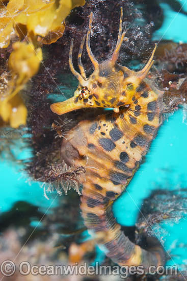 Southern Pot-belly Seahorse (Hippocampus bleekeri). Also known as Big-belly Seahorse. Found on soft-bottom habitats in southern Australia. Photo taken in Port Phillip Bay, Mornington Peninsula, Vic, Australia. Photo - Gary Bell Southern Pot-belly Seahorse (Hippocampus bleekeri). Also known as Big-belly Seahorse. Found on soft-bottom habitats in southern Australia. Photo taken in Port Phillip Bay, Mornington Peninsula, Vic, Australia. Photo - Gary Bell